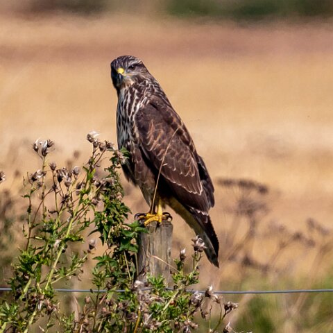 Buzzard-12