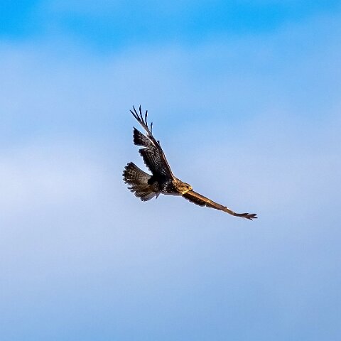 Buzzard-14