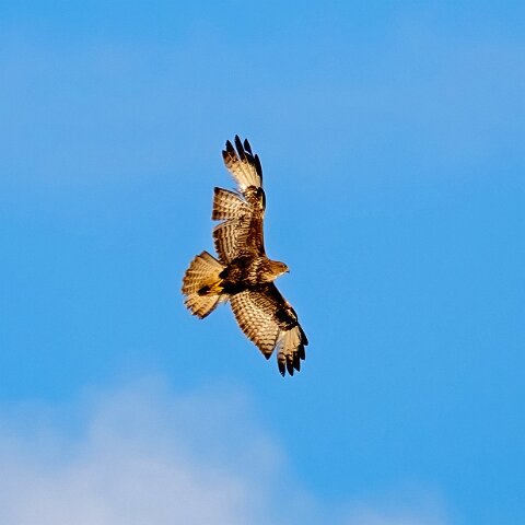 Buzzard-15