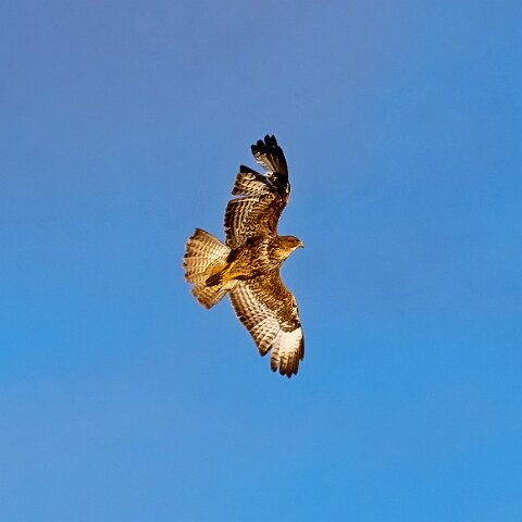 Buzzard-17