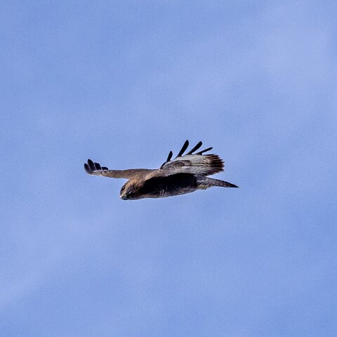 Buzzard-18