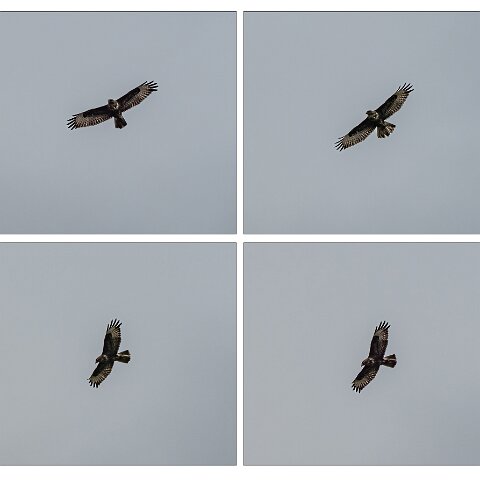 Buzzard-2