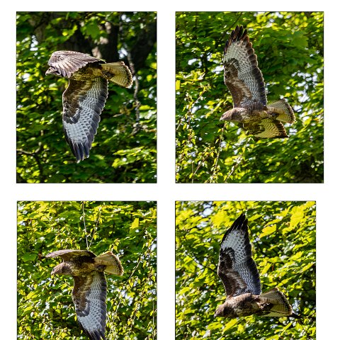 Buzzard-3
