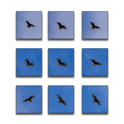 Buzzard-4