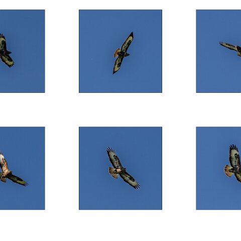 Buzzard-5