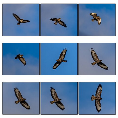 Buzzard-6