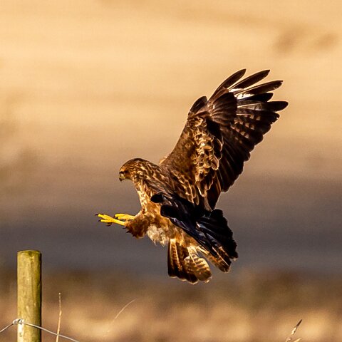 Buzzard-8