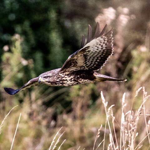 Buzzard-9