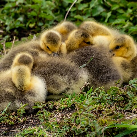 Canada-Goose-11