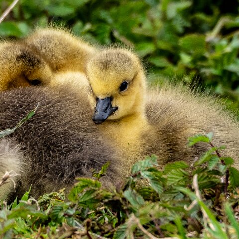 Canada-Goose-13