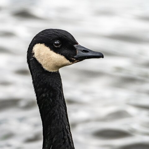Canada-Goose-14