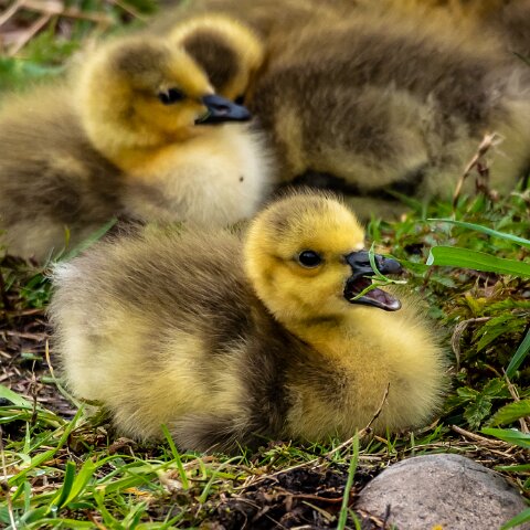 Canada-Goose-15