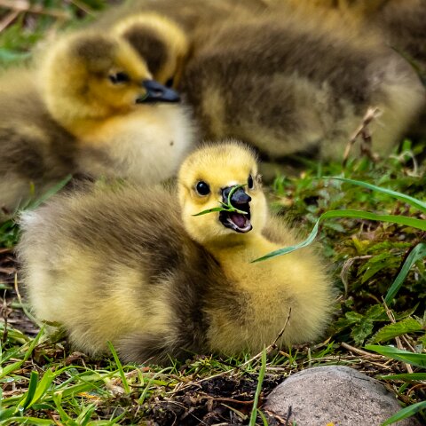 Canada-Goose-16