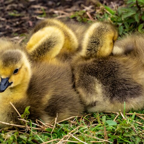 Canada-Goose-17