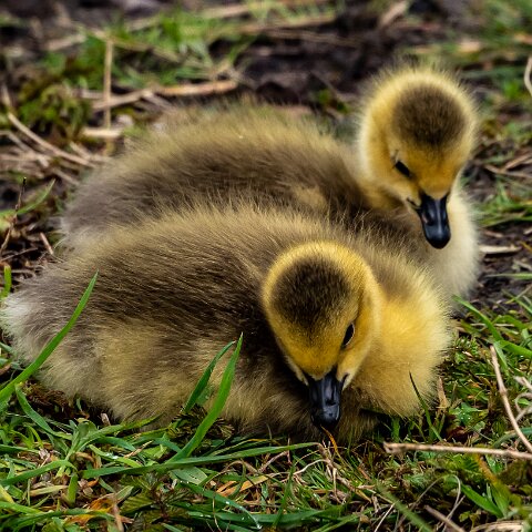 Canada-Goose-18