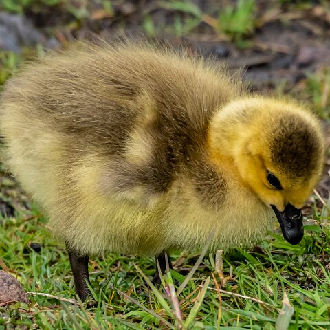 Canada-Goose-19