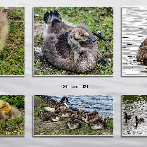 Canada-Goose-2