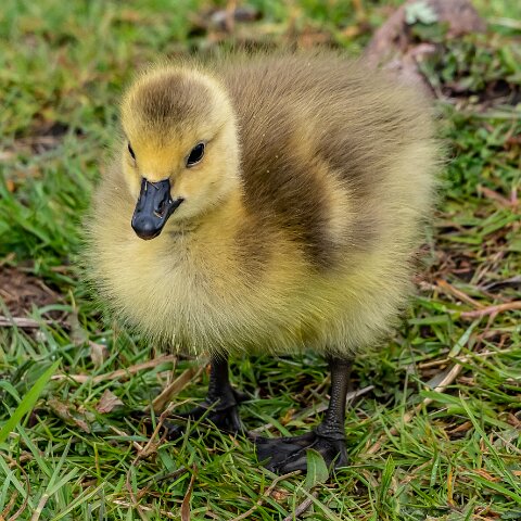 Canada-Goose-20