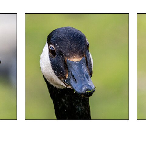 Canada-Goose-3