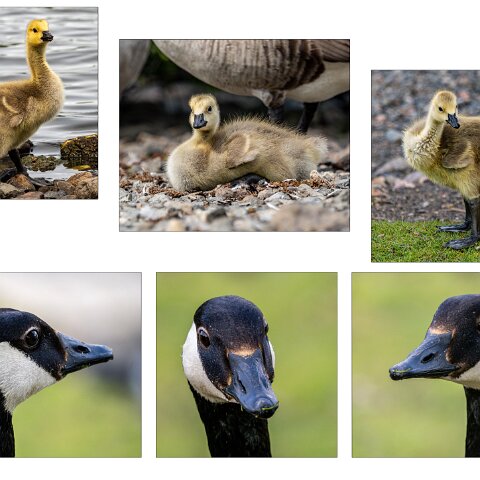 Canada-Goose-4