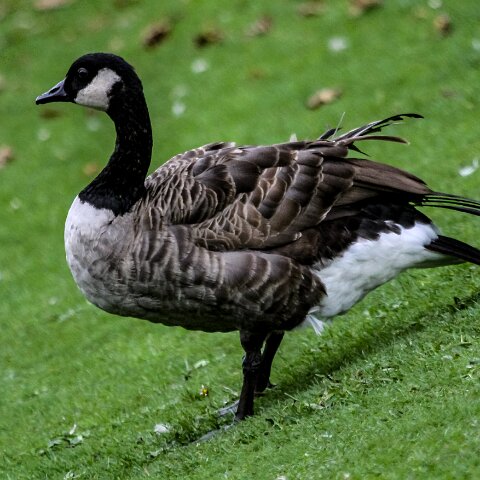 Canada-Goose-5