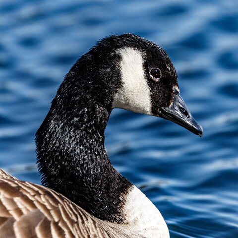 Canada-Goose-6