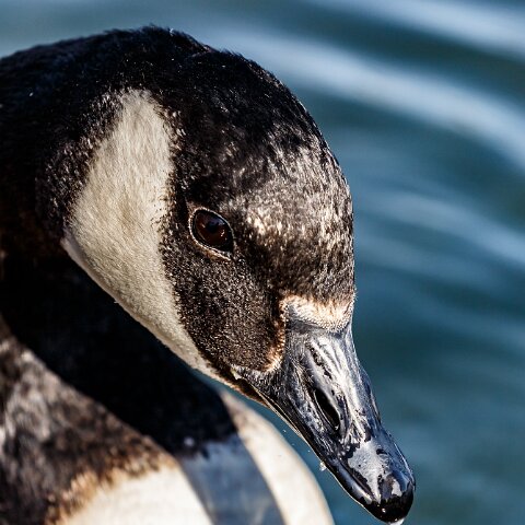 Canada-Goose-7