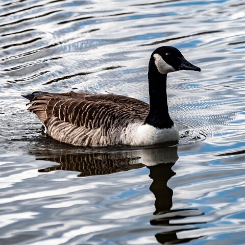 Canada-Goose-8
