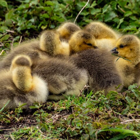 Canada-Goose-9