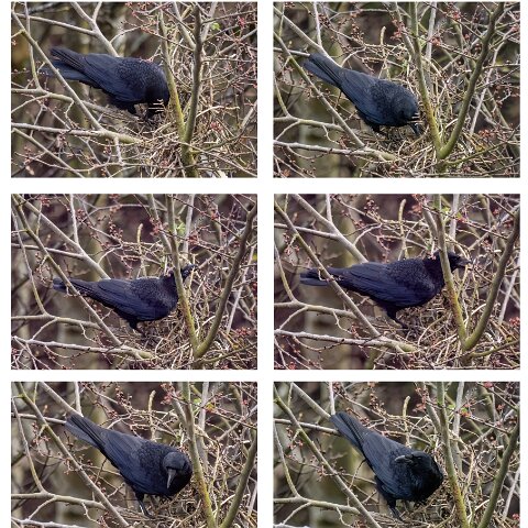 Carrion-Crow-1