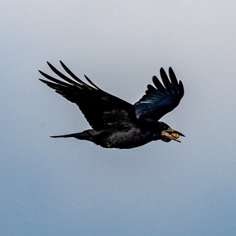 Carrion-Crow-10