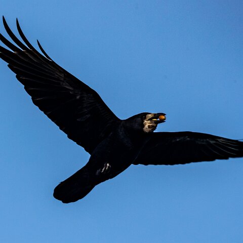 Carrion-Crow-11