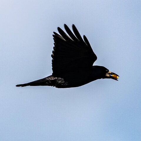 Carrion-Crow-13