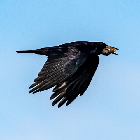 Carrion-Crow-14