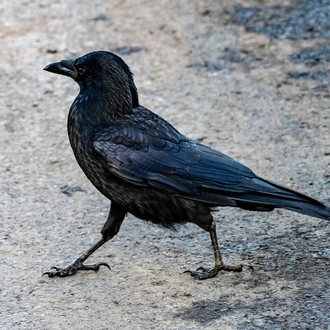 Carrion-Crow-15