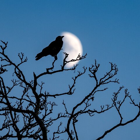 Carrion-Crow-16