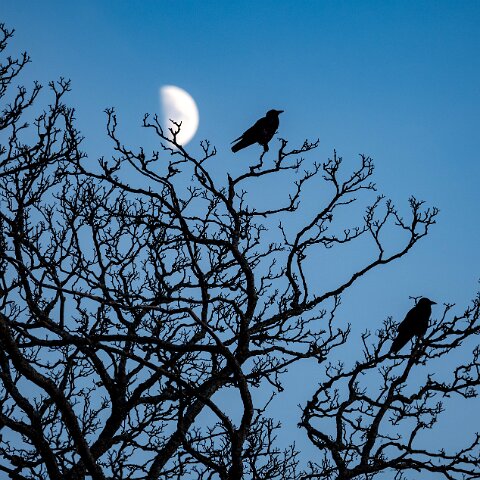 Carrion-Crow-18
