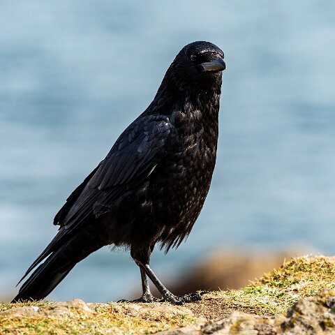 Carrion-Crow-19