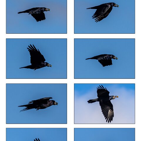 Carrion-Crow-2