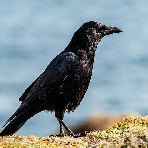 Carrion-Crow-20
