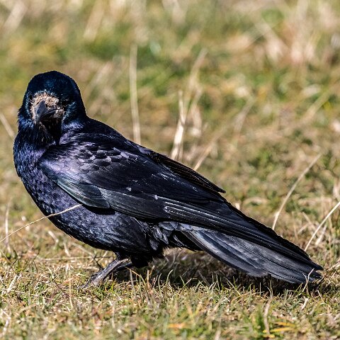 Carrion-Crow-3