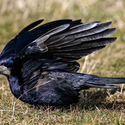Carrion-Crow-4