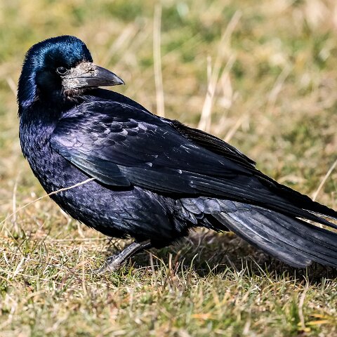 Carrion-Crow-5