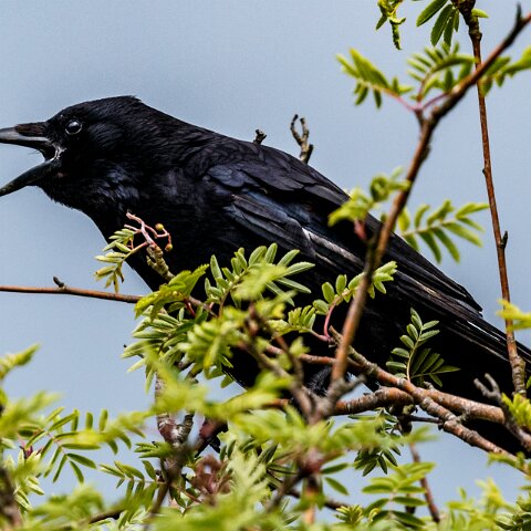 Carrion-Crow-6