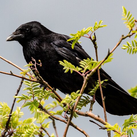Carrion-Crow-7