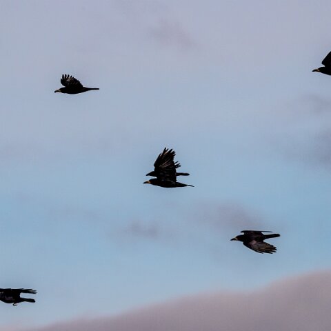 Carrion-Crow-9