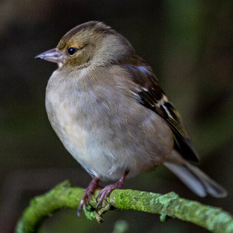 Chaffinch-1