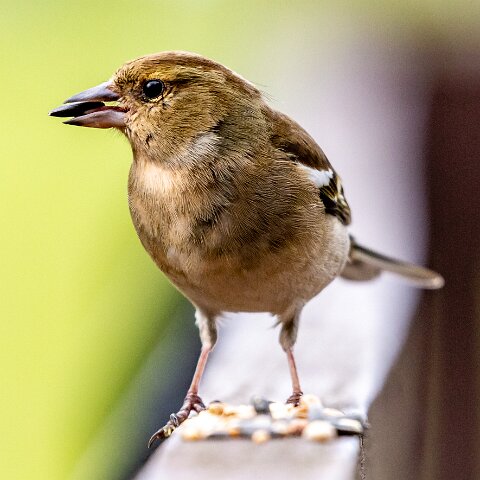 Chaffinch-11