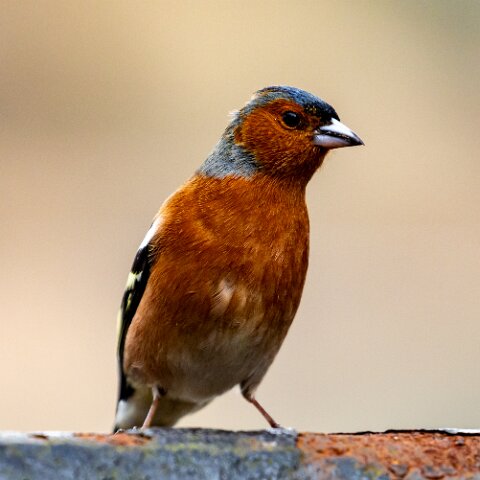Chaffinch-12