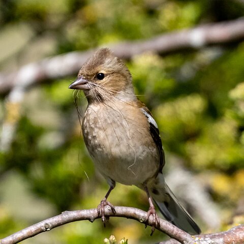 Chaffinch-13